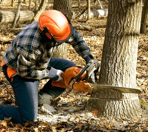 Tree Removal in Burnsville, MS
